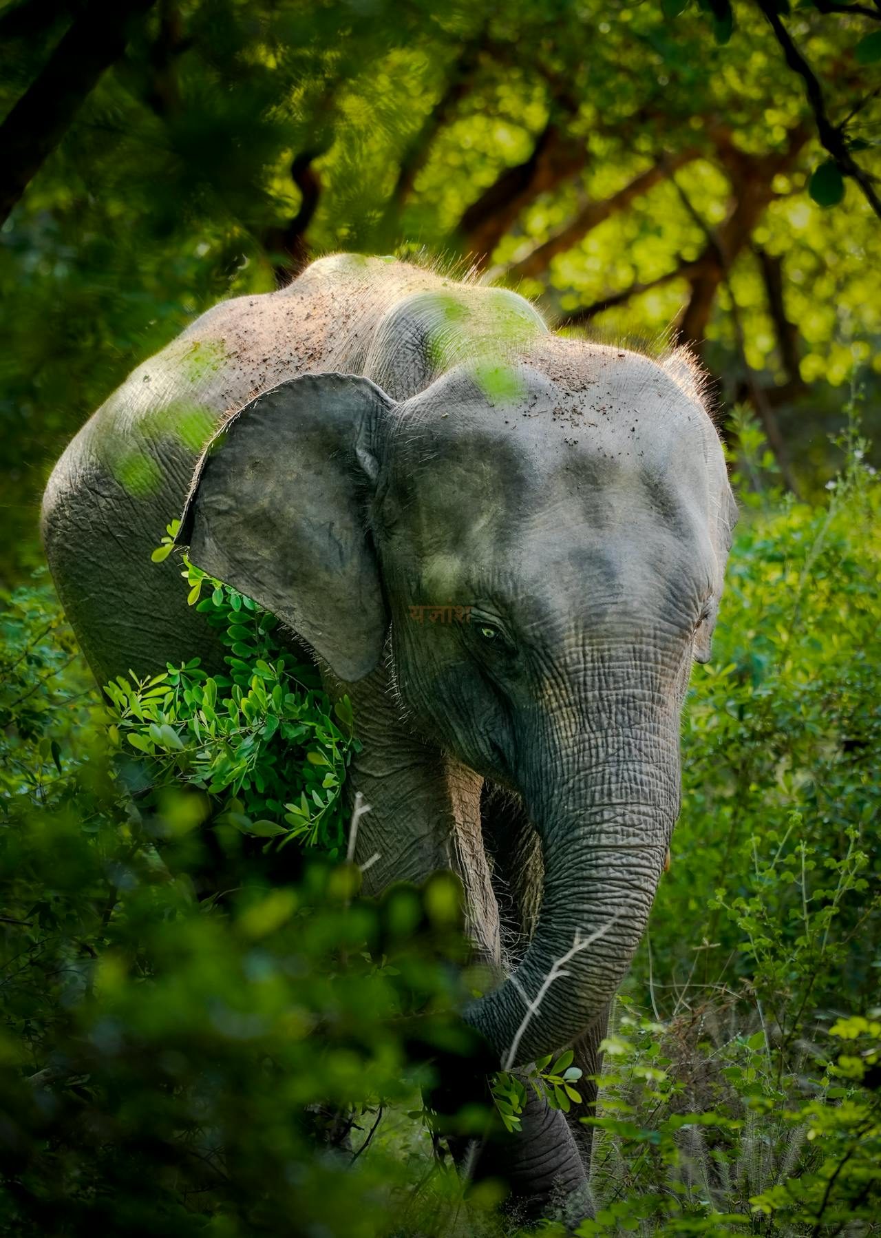 Yala National Park Full Day Safari Including Meals